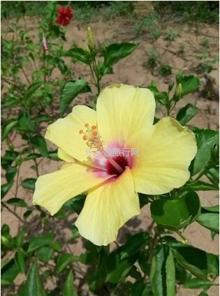 <a href=http://www.lexiangyou.org/xiangcunlvyou/ target=_blank class=infotextkey>乡村旅游</a>：春暖花开，树木繁多的植物园