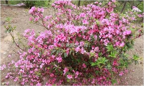 <a href=http://www.lexiangyou.org/xiangcunlvyou/ target=_blank class=infotextkey>乡村旅游</a>：春暖花开，树木繁多的植物园