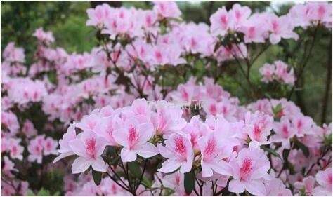 <a href=http://www.lexiangyou.org/xiangcunlvyou/ target=_blank class=infotextkey>乡村旅游</a>：春暖花开，树木繁多的植物园