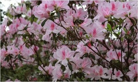 <a href=http://www.lexiangyou.org/xiangcunlvyou/ target=_blank class=infotextkey>乡村旅游</a>：春暖花开，树木繁多的植物园