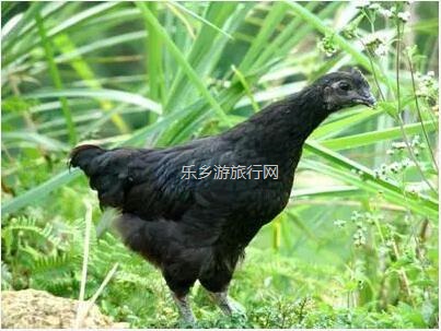 <a href=http://www.lexiangyou.org/xiangcunlvyou/ target=_blank class=infotextkey>乡村旅游</a>：绿壳乌鸡蛋来啦！蛋黄够大，富含微量元素；限时第二箱半价！