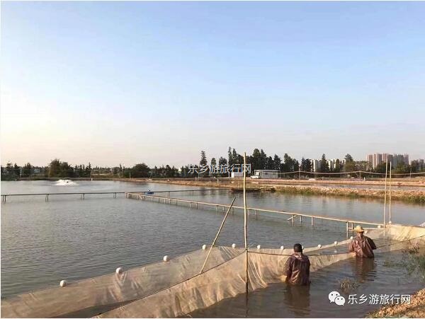 乡村旅行：新鲜脆肉鲩游到！直接优惠送达各位美食家