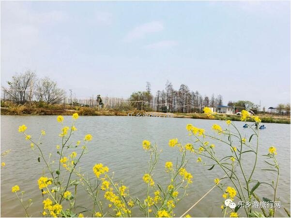 乡村旅行：新鲜脆肉鲩游到！直接优惠送达各位美食家