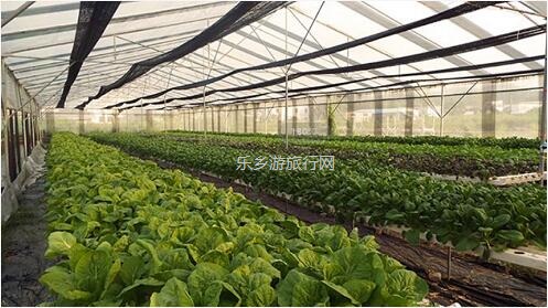 <a href=http://www.lexiangyou.org/xiangcunlvyou/ target=_blank class=infotextkey>乡村旅游</a>：酵素走地鸡够健康！散养超过180天，吃着山泉水酵素、水培蔬菜和玉米成长