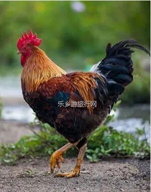 <a href=http://www.lexiangyou.org/xiangcunlvyou/ target=_blank class=infotextkey>乡村旅游</a>：酵素走地鸡够健康！散养超过180天，吃着山泉水酵素、水培蔬菜和玉米成长