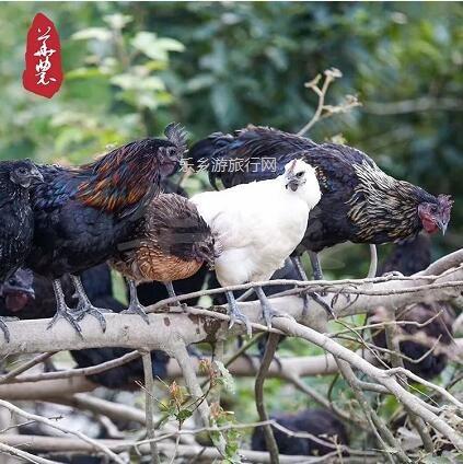 <a href=http://www.lexiangyou.org/xiangcunlvyou/ target=_blank class=infotextkey>乡村旅游</a>：绿壳乌鸡蛋来啦！蛋黄够大，富含微量元素；限时第二箱半价！
