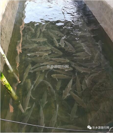 乡村旅行：新鲜脆肉鲩游到！直接优惠送达各位美食家