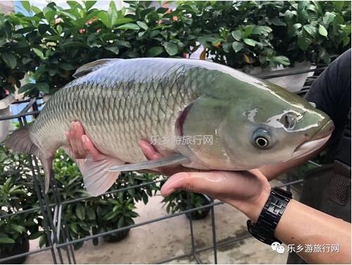乡村旅行：新鲜脆肉鲩游到！直接优惠送达各位美食家