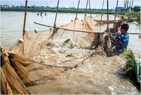 乡村旅行：新鲜脆肉鲩游到！直接优惠送达各位美食家