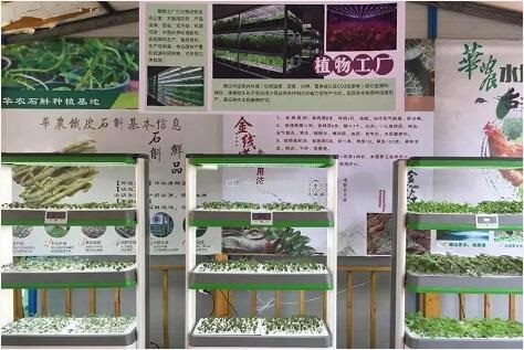 <a href=http://www.lexiangyou.org/xiangcunlvyou/ target=_blank class=infotextkey>乡村旅游</a>：有得玩！参观山泉水种植蔬菜，动手制作酵素，品尝石斛农家菜