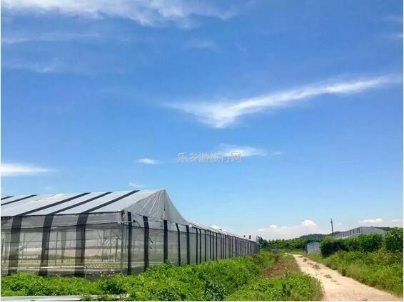 <a href=http://www.lexiangyou.org/xiangcunlvyou/ target=_blank class=infotextkey>乡村旅游</a>：有得玩！参观山泉水种植蔬菜，动手制作酵素，品尝石斛农家菜
