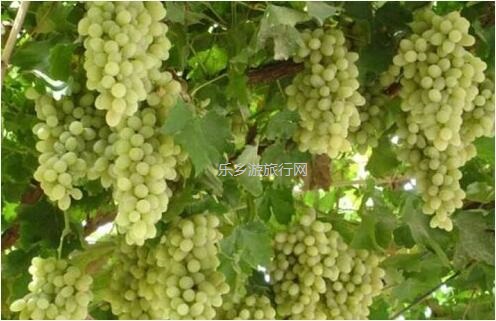 <a href=http://www.lexiangyou.org/xiangcunlvyou/ target=_blank class=infotextkey>乡村旅游</a>：这里日照时间长、昼夜温差大，特别适合水果的生长