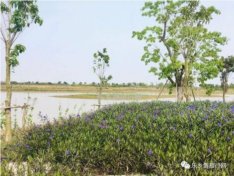<a href=http://www.lexiangyou.org/xiangcunlvyou/ target=_blank class=infotextkey>乡村旅游</a>：白鹭：翩翩伴春来，我在湿地公园等你~