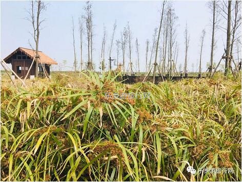 <a href=http://www.lexiangyou.org/xiangcunlvyou/ target=_blank class=infotextkey>乡村旅游</a>：白鹭：翩翩伴春来，我在湿地公园等你~