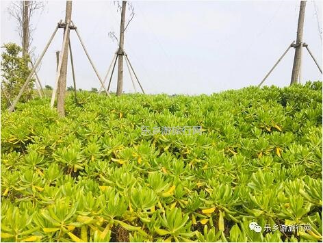 <a href=http://www.lexiangyou.org/xiangcunlvyou/ target=_blank class=infotextkey>乡村旅游</a>：白鹭：翩翩伴春来，我在湿地公园等你~