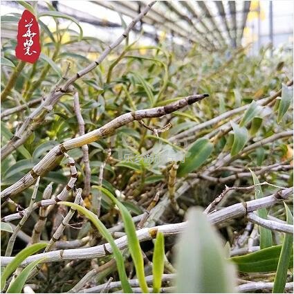 <a href=http://www.lexiangyou.org/xiangcunlvyou/ target=_blank class=infotextkey>乡村旅游</a>：原生态种植，提高人体免疫力，被誉为中华九大仙草之首