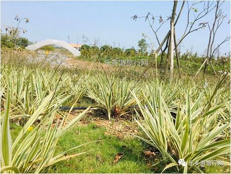 <a href=http://www.lexiangyou.org/xiangcunlvyou/ target=_blank class=infotextkey>乡村旅游</a>：白鹭：翩翩伴春来，我在湿地公园等你~