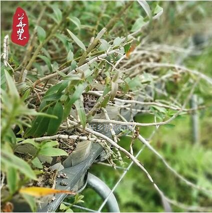 <a href=http://www.lexiangyou.org/xiangcunlvyou/ target=_blank class=infotextkey>乡村旅游</a>：原生态种植，提高人体免疫力，被誉为中华九大仙草之首