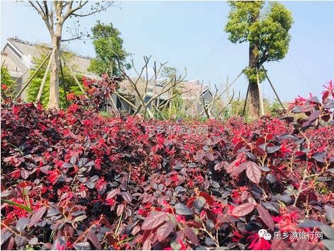 <a href=http://www.lexiangyou.org/xiangcunlvyou/ target=_blank class=infotextkey>乡村旅游</a>：白鹭：翩翩伴春来，我在湿地公园等你~