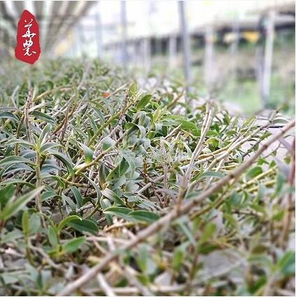 <a href=http://www.lexiangyou.org/xiangcunlvyou/ target=_blank class=infotextkey>乡村旅游</a>：原生态种植，提高人体免疫力，被誉为中华九大仙草之首