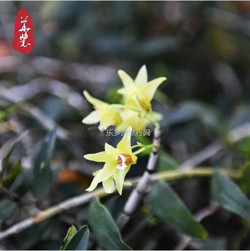 <a href=http://www.lexiangyou.org/xiangcunlvyou/ target=_blank class=infotextkey>乡村旅游</a>：原生态种植，提高人体免疫力，被誉为中华九大仙草之首