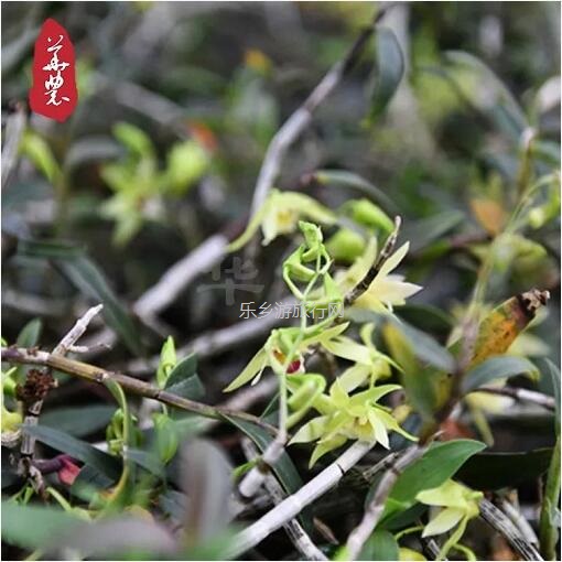 <a href=http://www.lexiangyou.org/xiangcunlvyou/ target=_blank class=infotextkey>乡村旅游</a>：原生态种植，提高人体免疫力，被誉为中华九大仙草之首