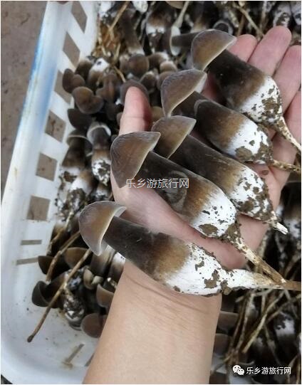 <a href=http://www.lexiangyou.org/xiangcunlvyou/ target=_blank class=infotextkey>乡村旅游</a>：营养丰富的黑皮鸡枞菌，脆嫩爽口，健脾益气
