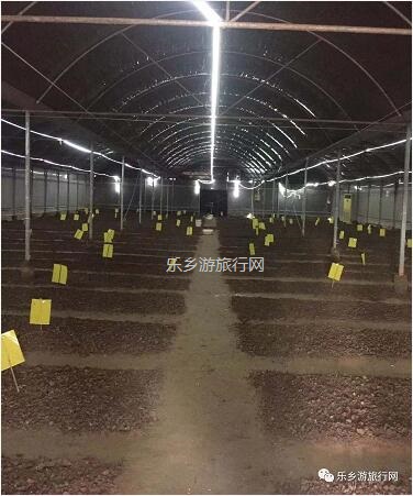 <a href=http://www.lexiangyou.org/xiangcunlvyou/ target=_blank class=infotextkey>乡村旅游</a>：营养丰富的黑皮鸡枞菌，脆嫩爽口，健脾益气