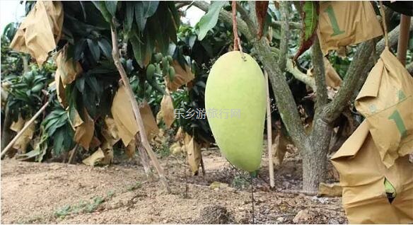 <a href=http://www.lexiangyou.org/xiangcunlvyou/ target=_blank class=infotextkey>乡村旅游</a>：金煌芒果，皮薄肉厚核小，清香蜜甜；承包整棵树，够晒过瘾