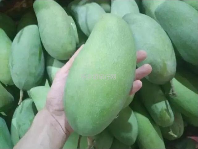 <a href=http://www.lexiangyou.org/xiangcunlvyou/ target=_blank class=infotextkey>乡村旅游</a>：金煌芒果，皮薄肉厚核小，清香蜜甜；承包整棵树，够晒过瘾