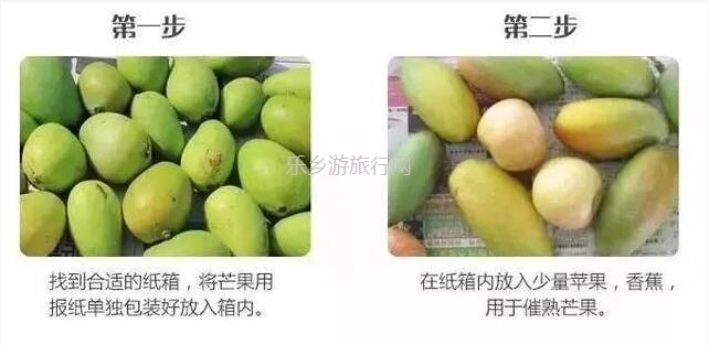 <a href=http://www.lexiangyou.org/xiangcunlvyou/ target=_blank class=infotextkey>乡村旅游</a>：金煌芒果，皮薄肉厚核小，清香蜜甜；承包整棵树，够晒过瘾