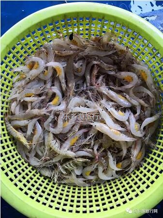 <a href=http://www.lexiangyou.org/xiangcunlvyou/ target=_blank class=infotextkey>乡村旅游</a>：假期出海游，在海浪中即时品尝美味海鲜，仲有...