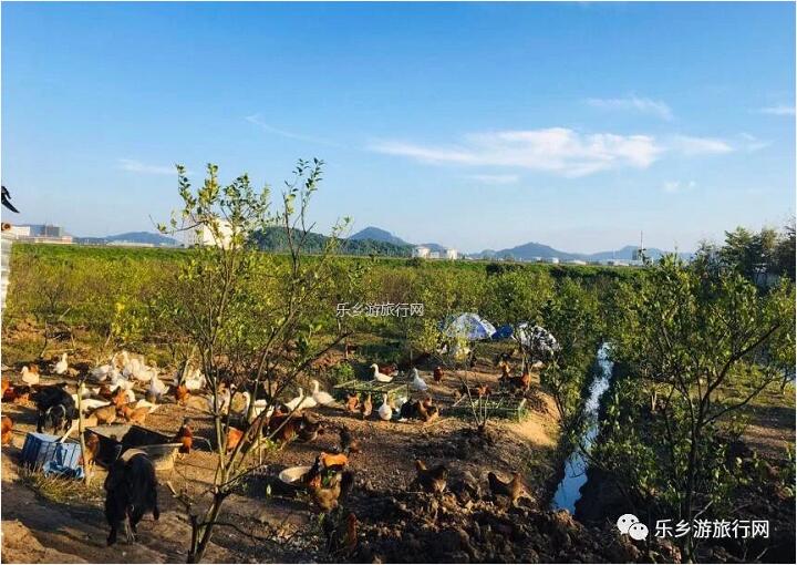 <a href=http://www.lexiangyou.org/xiangcunlvyou/ target=_blank class=infotextkey>乡村旅游</a>：醉美江景！自游摘果+野炊，在骑行中放飞梦想......