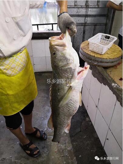 <a href=http://www.lexiangyou.org/xiangcunlvyou/ target=_blank class=infotextkey>乡村旅游</a>：假期出海游，在海浪中即时品尝美味海鲜，仲有...