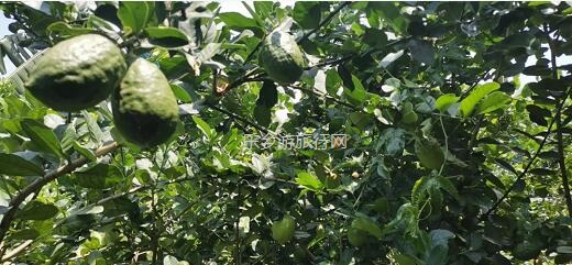 <a href=http://www.lexiangyou.org/xiangcunlvyou/ target=_blank class=infotextkey>乡村旅游</a>：五一亲子共欢乐，绿水清江休闲游