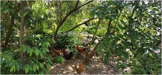 <a href=http://www.lexiangyou.org/xiangcunlvyou/ target=_blank class=infotextkey>乡村旅游</a>：五一亲子共欢乐，绿水清江休闲游
