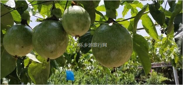 <a href=http://www.lexiangyou.org/xiangcunlvyou/ target=_blank class=infotextkey>乡村旅游</a>：五一亲子共欢乐，绿水清江休闲游