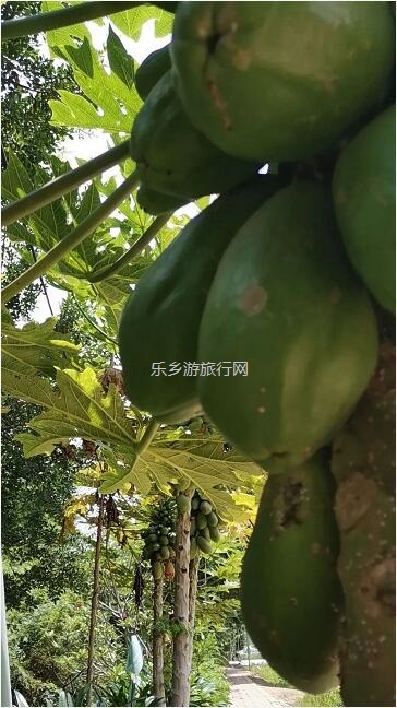 <a href=http://www.lexiangyou.org/xiangcunlvyou/ target=_blank class=infotextkey>乡村旅游</a>：五一亲子共欢乐，绿水清江休闲游