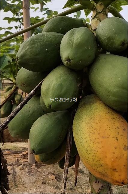 <a href=http://www.lexiangyou.org/xiangcunlvyou/ target=_blank class=infotextkey>乡村旅游</a>：五一亲子共欢乐，绿水清江休闲游