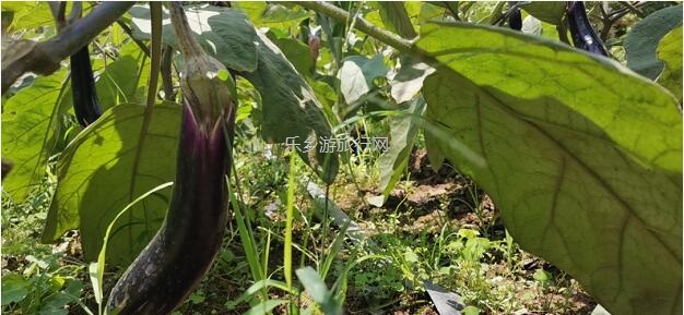 <a href=http://www.lexiangyou.org/xiangcunlvyou/ target=_blank class=infotextkey>乡村旅游</a>：五一亲子共欢乐，绿水清江休闲游
