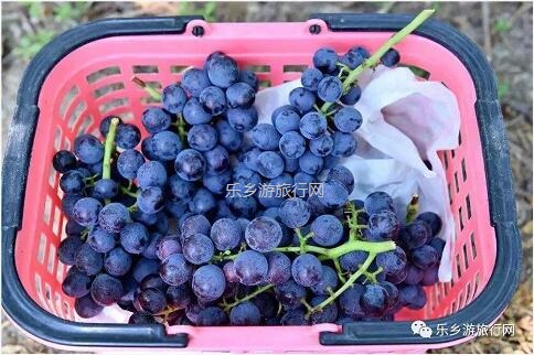 <a href=http://www.lexiangyou.org/xiangcunlvyou/ target=_blank class=infotextkey>乡村旅游</a>：夏黑葡萄熟了，仲有新鲜鸡蛋和葡萄鸡...
