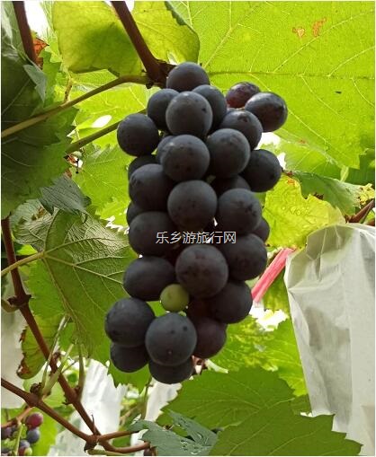 <a href=http://www.lexiangyou.org/xiangcunlvyou/ target=_blank class=infotextkey>乡村旅游</a>：夏黑葡萄熟了，仲有新鲜鸡蛋和葡萄鸡...