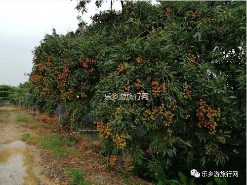 <a href=http://www.lexiangyou.org/xiangcunlvyou/ target=_blank class=infotextkey>乡村旅游</a>：5月荔枝红，粒粒饱满，多汁蜜甜