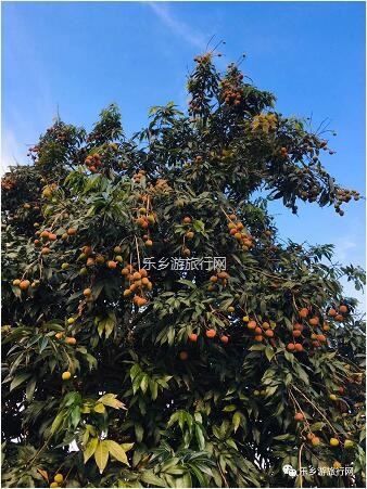 <a href=http://www.lexiangyou.org/xiangcunlvyou/ target=_blank class=infotextkey>乡村旅游</a>：5月荔枝红，粒粒饱满，多汁蜜甜