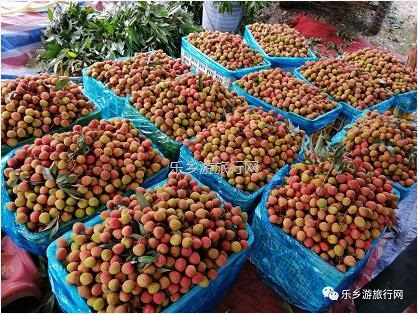 <a href=http://www.lexiangyou.org/xiangcunlvyou/ target=_blank class=infotextkey>乡村旅游</a>：5月荔枝红，粒粒饱满，多汁蜜甜