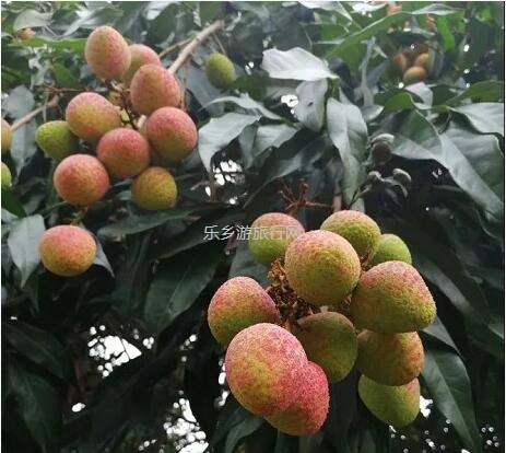 <a href=http://www.lexiangyou.org/xiangcunlvyou/ target=_blank class=infotextkey>乡村旅游</a>：5月荔枝红，粒粒饱满，多汁蜜甜