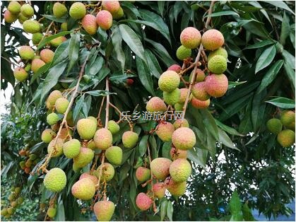 <a href=http://www.lexiangyou.org/xiangcunlvyou/ target=_blank class=infotextkey>乡村旅游</a>：5月荔枝红，粒粒饱满，多汁蜜甜