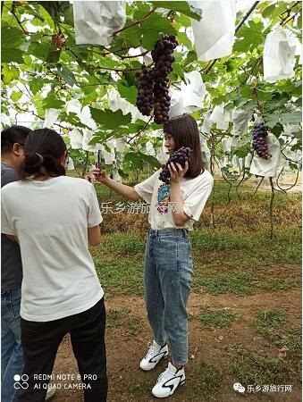 <a href=http://www.lexiangyou.org/xiangcunlvyou/ target=_blank class=infotextkey>乡村旅游</a>：夏黑葡萄熟了，仲有新鲜鸡蛋和葡萄鸡...