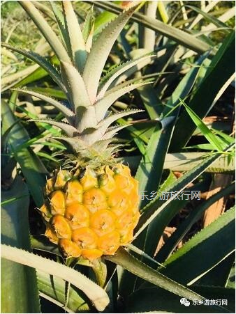<a href=http://www.lexiangyou.org/xiangcunlvyou/ target=_blank class=infotextkey>乡村旅游</a>：爽脆香蜜！一齐采摘品尝，仲有农家菜+煮饭仔...