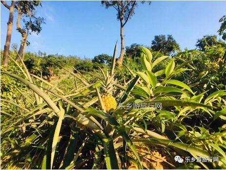 <a href=http://www.lexiangyou.org/xiangcunlvyou/ target=_blank class=infotextkey>乡村旅游</a>：爽脆香蜜！一齐采摘品尝，仲有农家菜+煮饭仔...